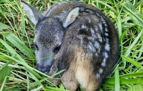Drohne für Rehkitzrettung