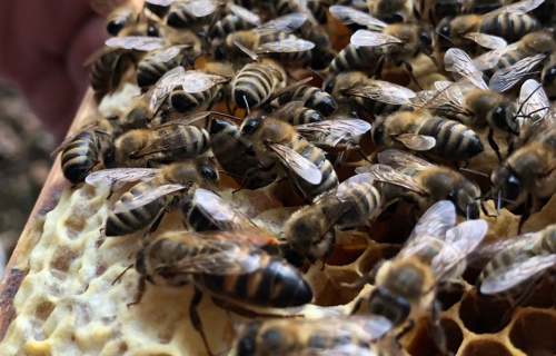 Lehrbienenstand Freiamt: Für die Bienen und die Natur