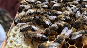 Lehrbienenstand Freiamt: Für die Bienen und die Natur
