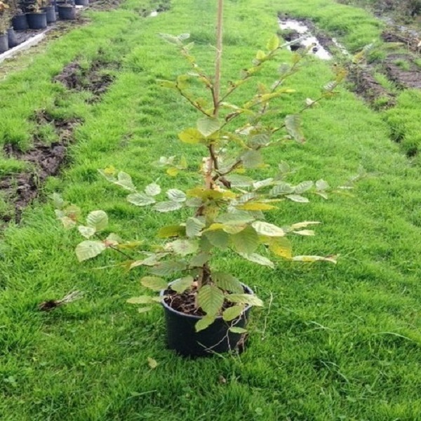 Un arbre de la pépinière du Chablais