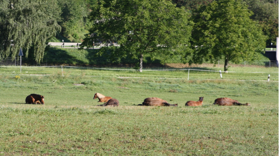 Eine neue Infrastruktur für den Stall Montmirail
