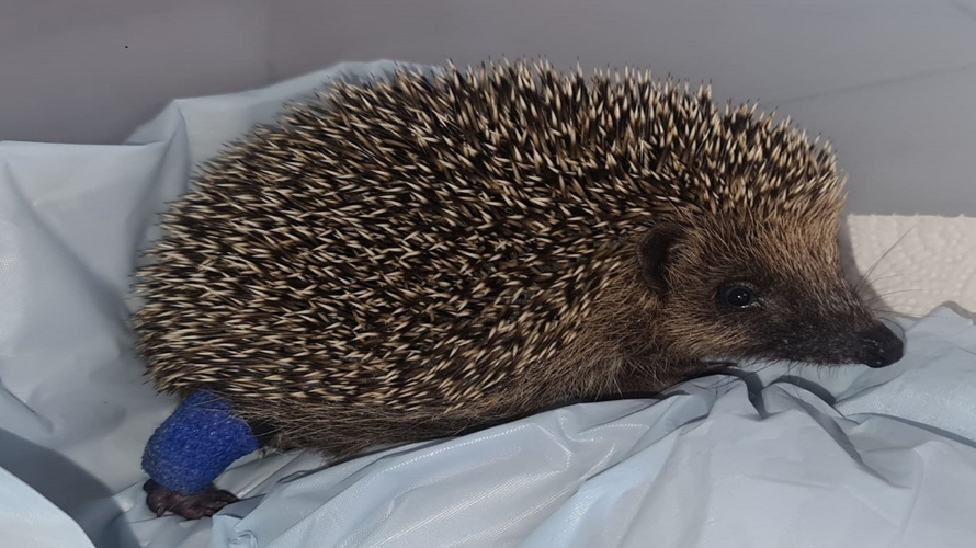 Hilfe für unsere Igelbabies