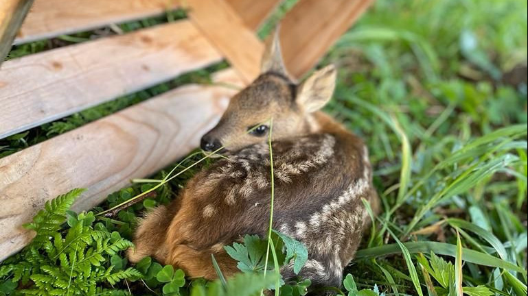 Rehkitzrettung mit einer Drohne in Vechigen und Umgebung