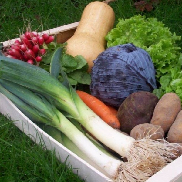 Le panier de légumes bio