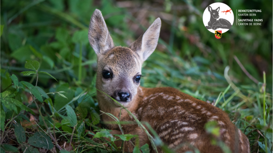Projekt Rehkitzrettung Oberemmental