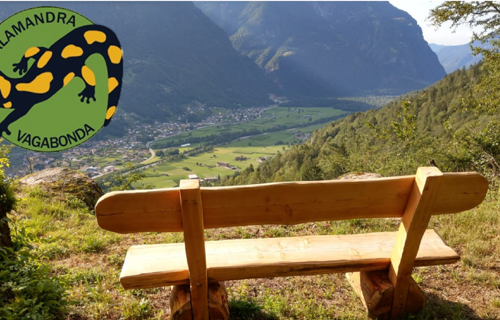 SALAMANDRA VAGABONDA