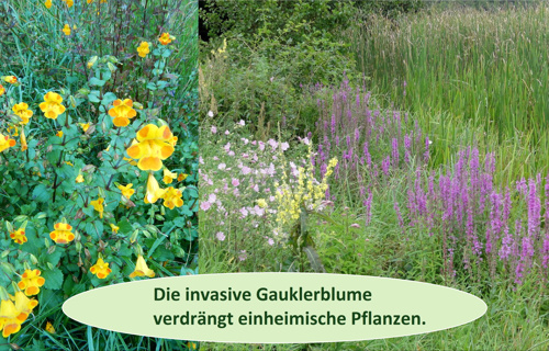 Invasive Gauklerblume - an der Quelle stoppen
