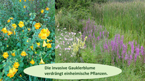 Invasive Gauklerblume - an der Quelle stoppen