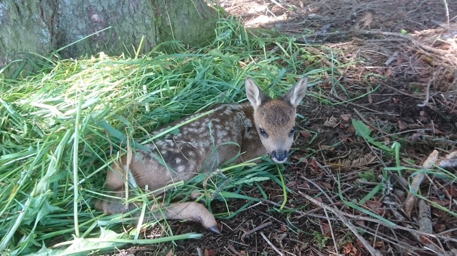 Drohne Rehkitzrettung Zäziwil/Reutenen/Oberhünigen