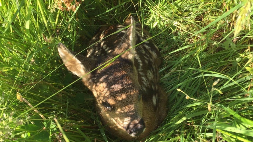 Rehkitzrettung Gantrisch