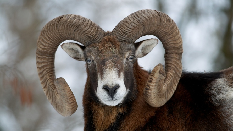 Natur- und Tierparkverein Goldau