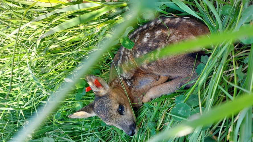 Rehkitzrettung mit effizienter Drohne