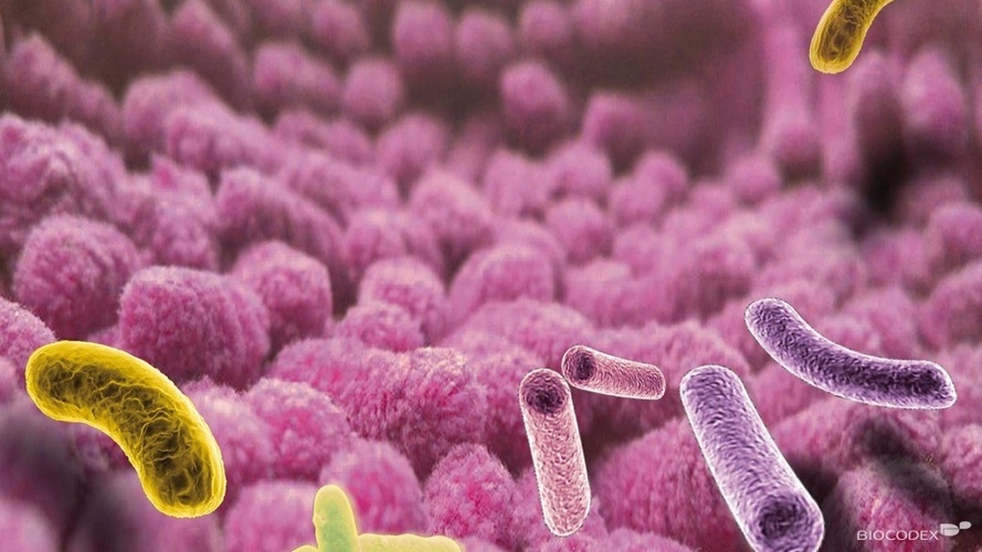 Ateliers sur le microbiote intestinal destinés aux écoles