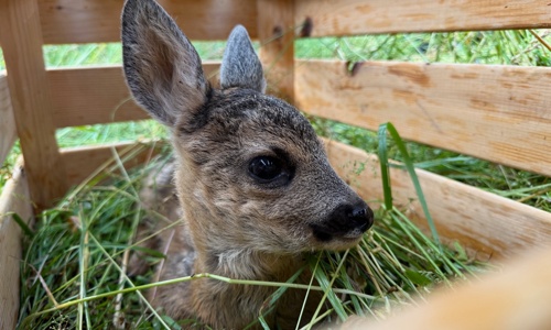 Wärmebilddrohne für den Verein Rehkitzrettung ND