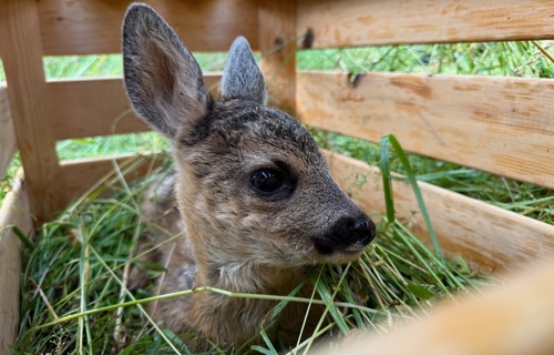 Wärmebilddrohne für den Verein Rehkitzrettung ND