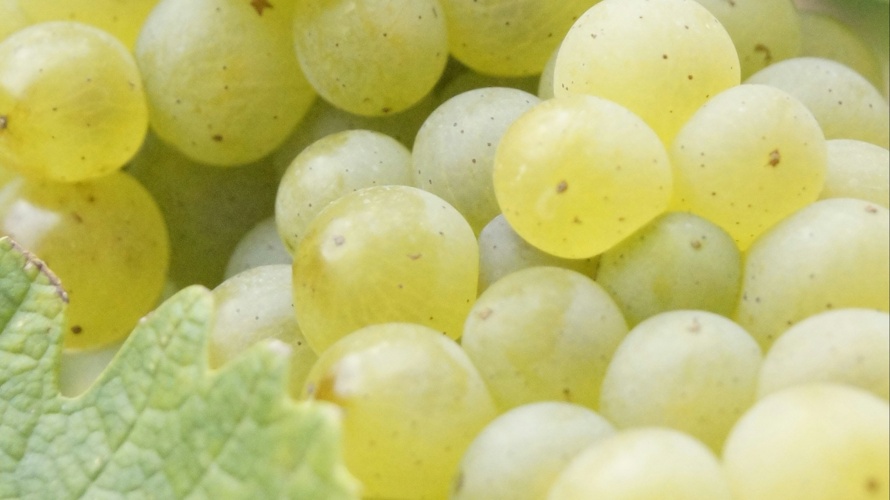 Une viticulture durable et innovante pour demain