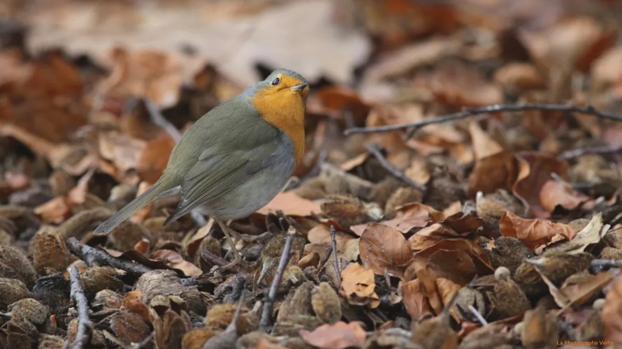 Le Jardin de la Bécassine