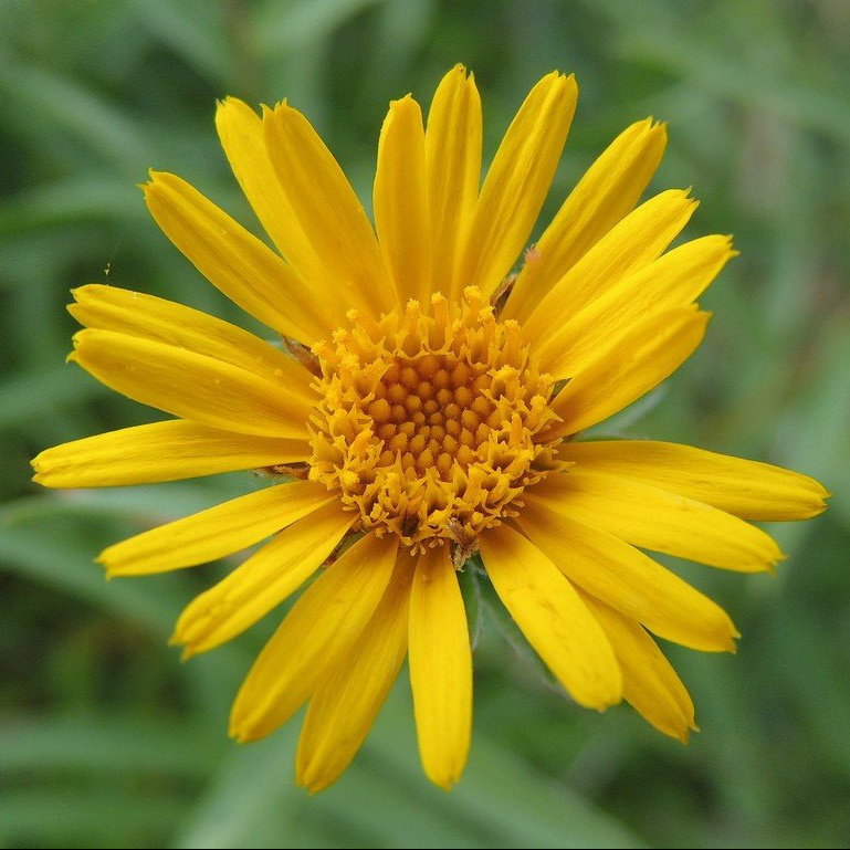 Parrainage d'un Arnica