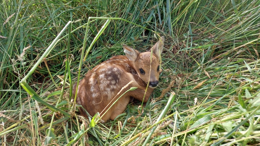 Rehkitzrettung mit effizienter Drohne