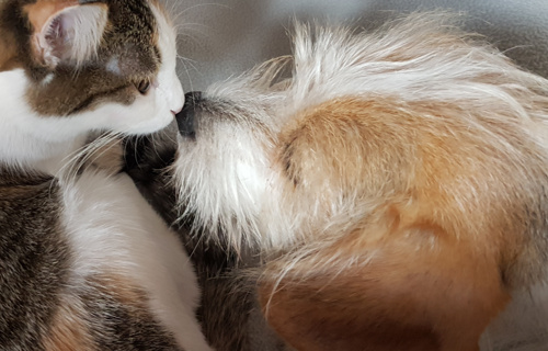 Aufbruch in ein glückliches Hundeleben