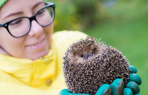 Igel-Hilfe.ch: Aufbau Igelstation