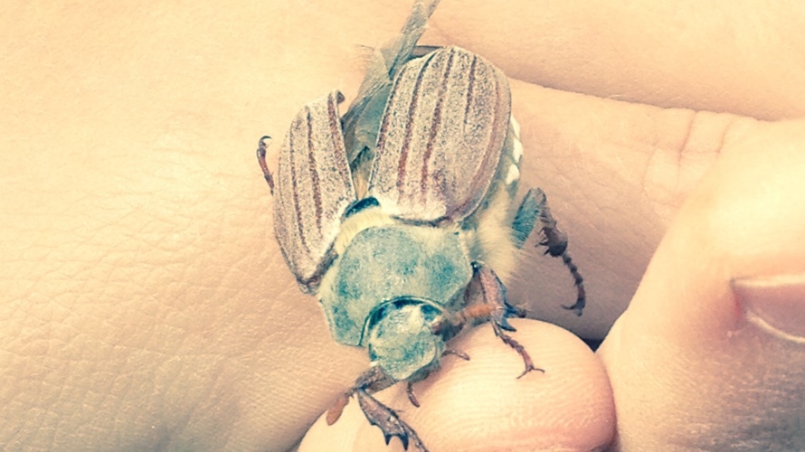 Ecole graines d'avenir, école alternative en Valais central