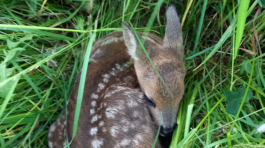 Zubehör für die Rehkitzrettung Toggenburg
