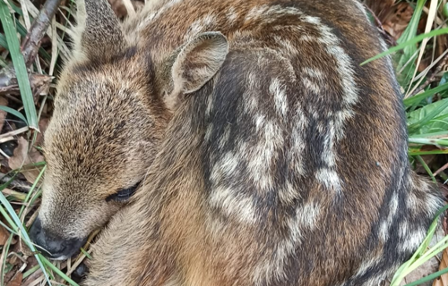 Jagdgesellschaft Libingen