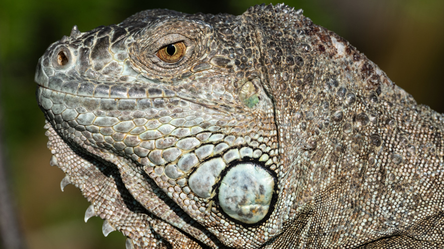 Tierfreunde Verein Wannenwis