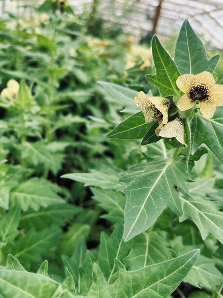 YAY! – Der Schamanengarten wird REALISIERT