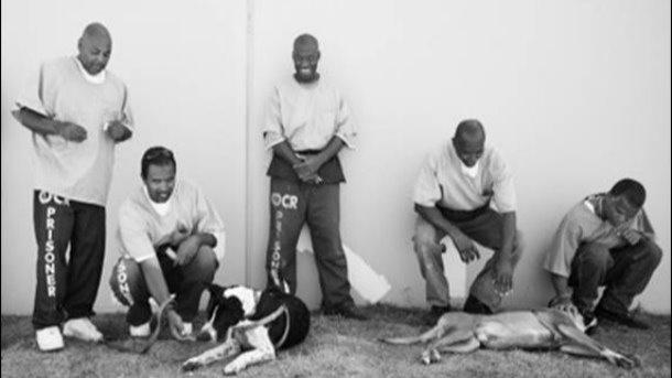 FREEDOGS - Une chance pour tous !