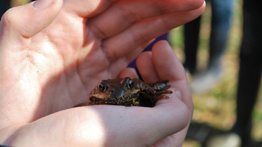 Junior Ranger - Nachwuchs für unsere Natur