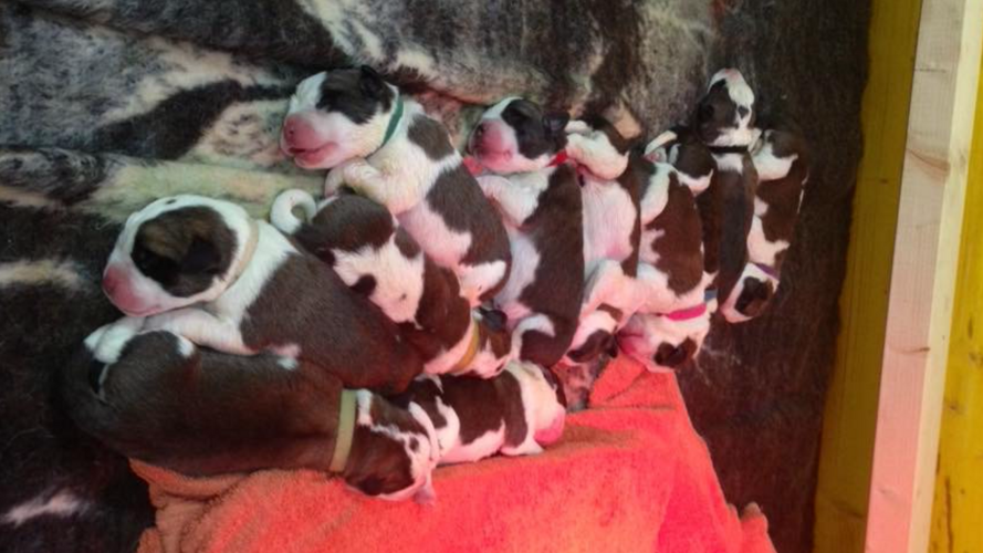 Sauvons notre élevage de St.-Bernard