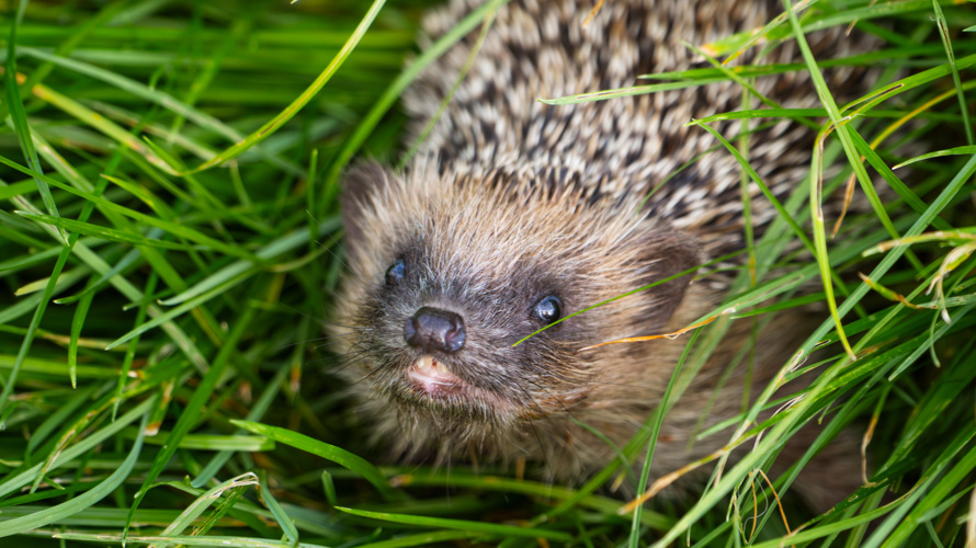 Weihnachtswunder für Igel