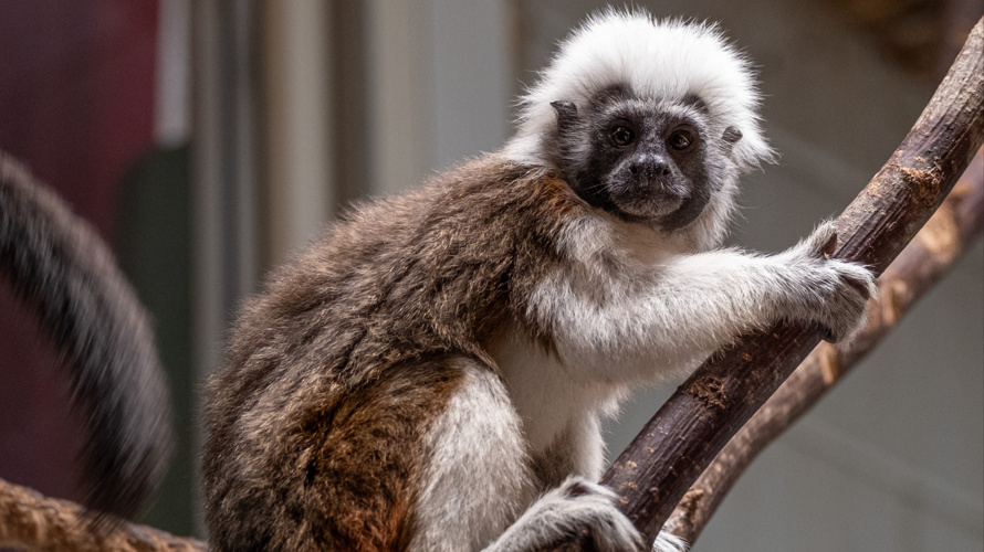 Tierfreunde Verein Wannenwis