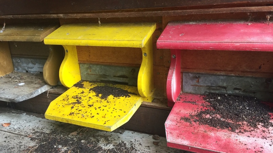 Neues Zuhause für Bienen, auch zum Beobachten