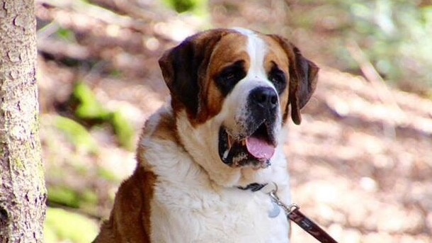 Sauvons notre élevage de St.-Bernard