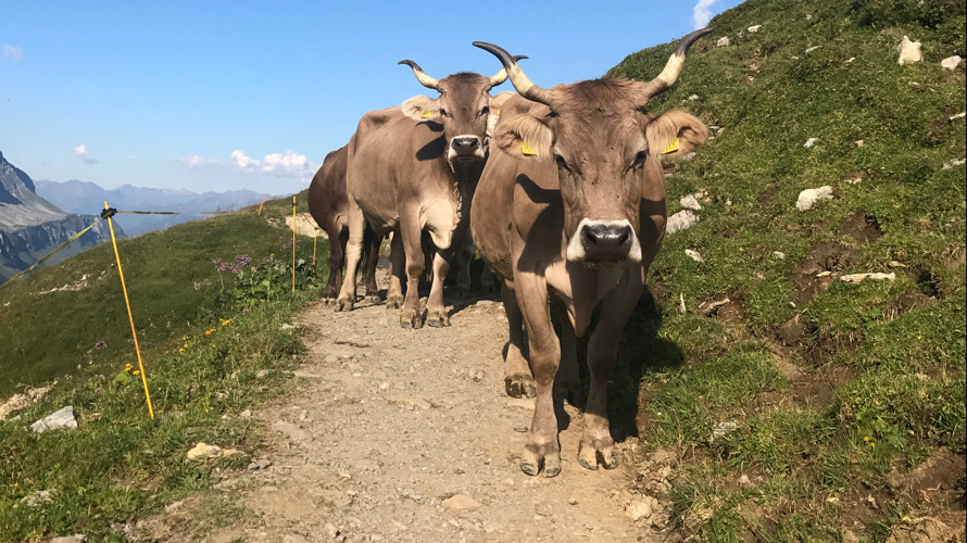 Bewirtschaftungsweg Mälchbödeli, Klausenpass