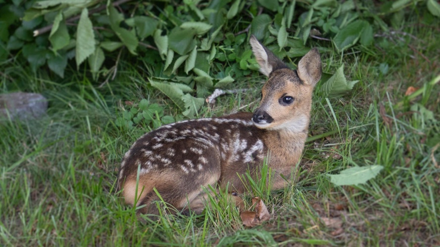 Rehkitzrettung Nordwestschweiz