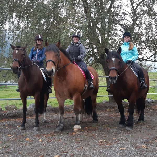 Ausritt mit Ardennerpferden (1 Person)