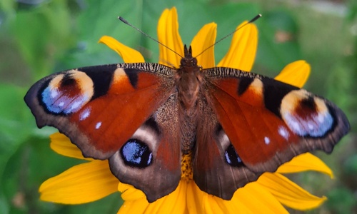 Schmetterlings Flugpate