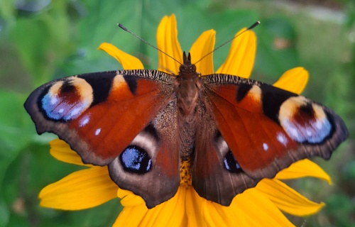 Schmetterlings Flugpate