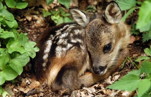 Eine Drohne für die Rehkitz - und Personensuche (Vermisste)