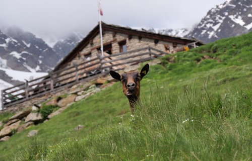 Stiftung Alpe Hannig Saas Fee