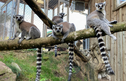Neuer Aussen-Kanal für unsere Lemuren