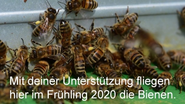 Neues Zuhause für Bienen, auch zum Beobachten
