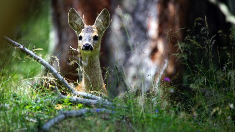 Rehkitzrettung mit Wärmebildkamera an Drohne