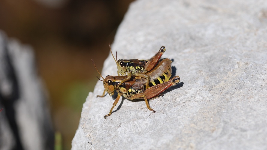 Une Oasis pour les plantes médicinales Suisses