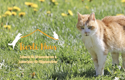 artgerechter Spielplatz für nichtvermittelbare Katzen