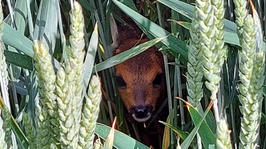 Rehkitzrettung mit effizienter Drohne